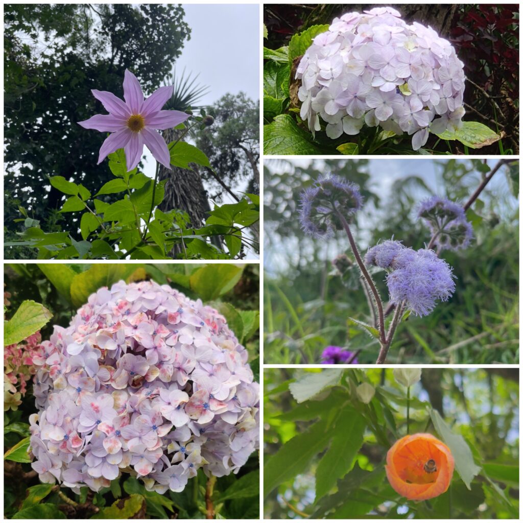 Flowers at Byrant Park
