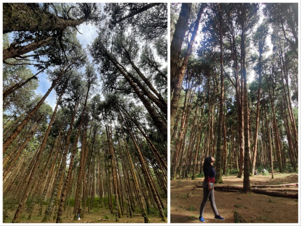 Pine Forest