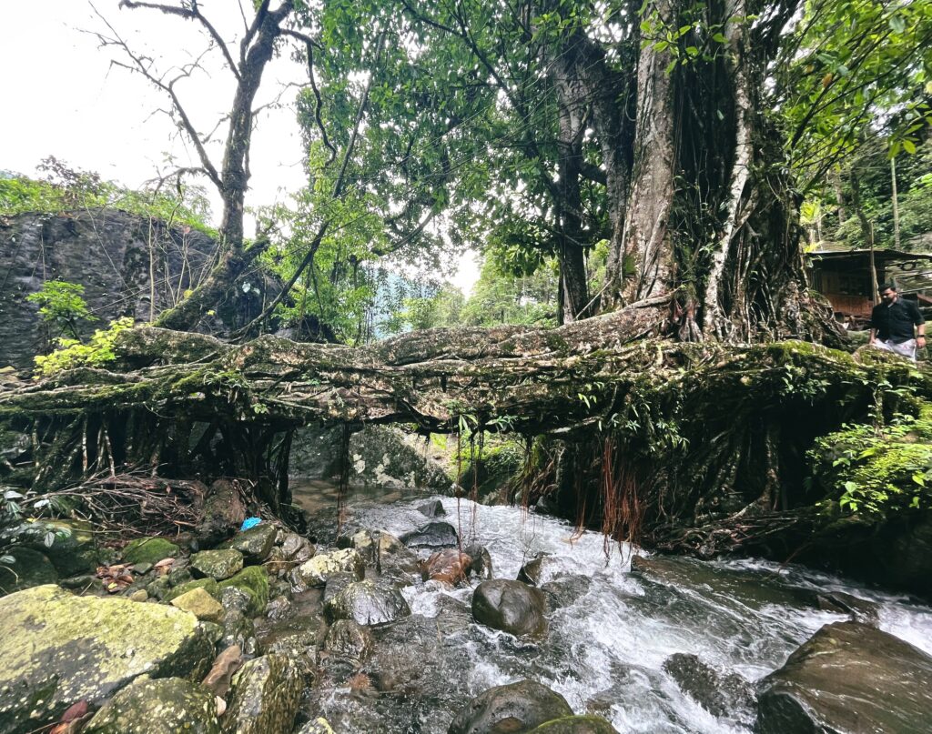 Single Living root bridge, Nongriat