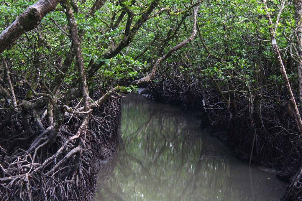 Mangroves, Baratang Island, Andaman and Nicobar Islands
