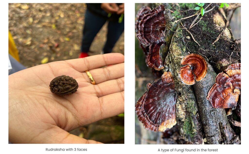 Mawphlang Sacred Groves Forest, Meghalaya